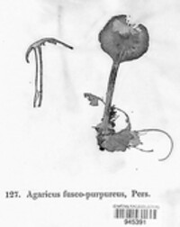 Gymnopus fuscopurpureus image